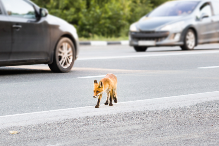 Sicurezza stradale e animali: novità in arrivo